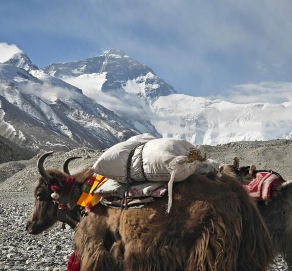 pexels-jeje-2150712450-31286172 (1)