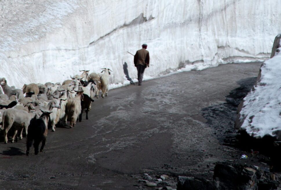 pexels-narasimhan-avpl-387362135-32913454