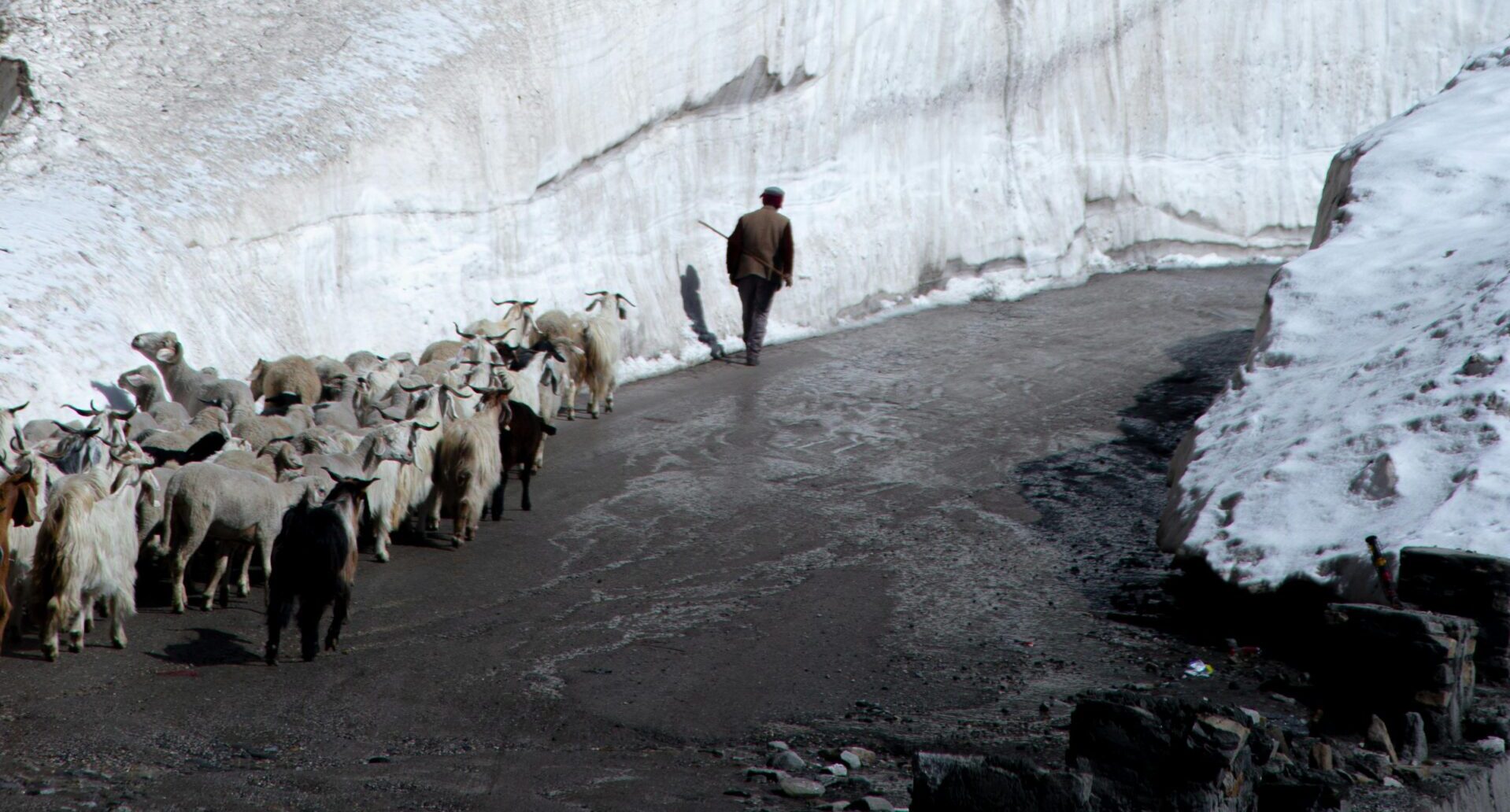 pexels-narasimhan-avpl-387362135-32913454