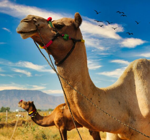 pexels-ankush-dawar-596696-7567474