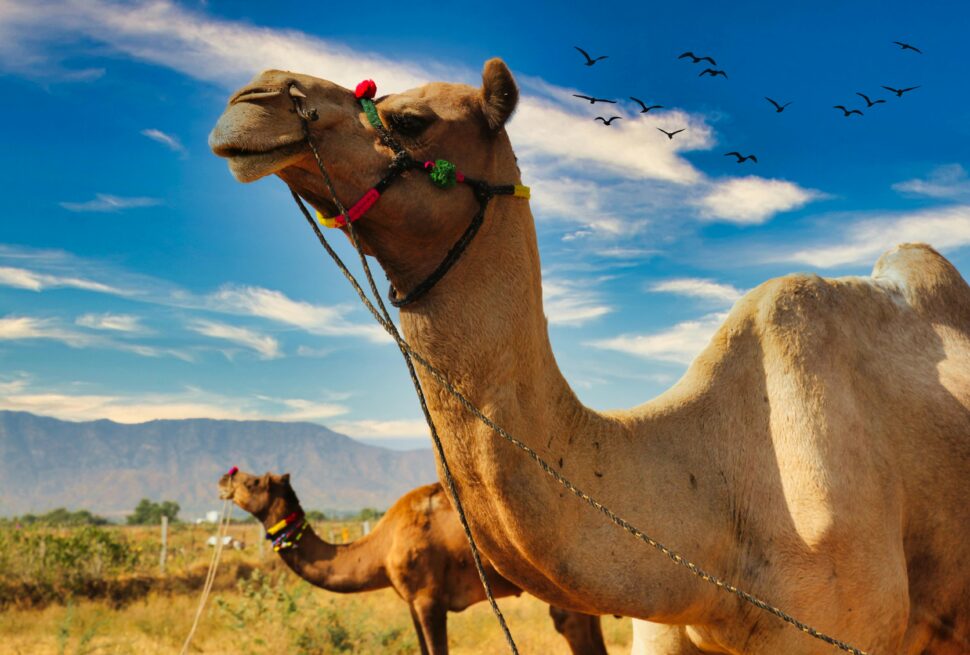 pexels-ankush-dawar-596696-7567474