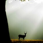 pexels-shoyab-khan-323519750-15854894