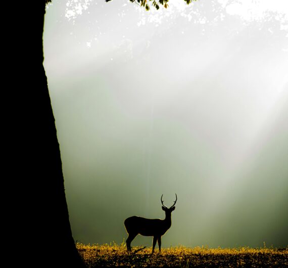 pexels-shoyab-khan-323519750-15854894