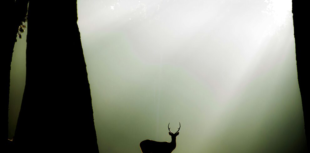 pexels-shoyab-khan-323519750-15854894