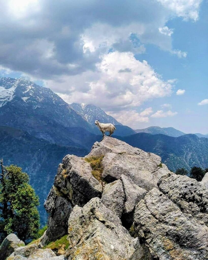 Top Things to Do in Manali – A Complete Travel Guide for Nature & Adventure Lovers Fb Img 16479634772367E24696573007327859345 819x1024